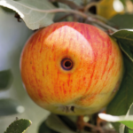 Apple with evidence of codling moth infestation