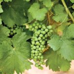 Micronutrients play a vital role in the health, productivity and quality of grapevines, Hutchinsons agronomist Rob Saunders shares advice.