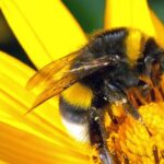 Warwickshire County Council is marking next week's World Bee Day by highlighting the vital role bees play in our ecosystems.