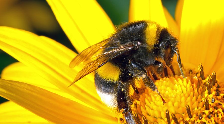 Warwickshire County Council is marking next week's World Bee Day by highlighting the vital role bees play in our ecosystems.