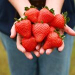 British strawberries are set to be sweeter and more shapely this season thanks to unusually high sunshine levels, British Berry Growers said.