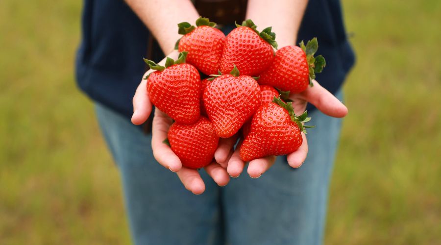 British strawberries are set to be sweeter and more shapely this season thanks to unusually high sunshine levels, British Berry Growers said.