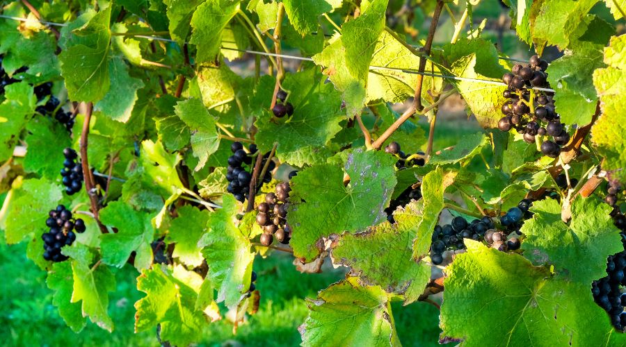 WineGB is encouraging wine enthusiasts to uncork their next adventure in one of England’s most surprising wine destinations, East Midlands.