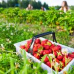 Millets Farm Centre in Frilford, Oxfordshire, announced the permanent closure of its ‘pick your own fruit’ activity.