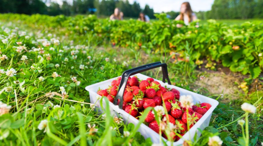 Millets Farm Centre in Frilford, Oxfordshire, announced the permanent closure of its ‘pick your own fruit’ activity.