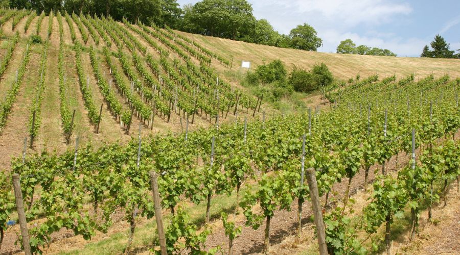 Denby vineyard