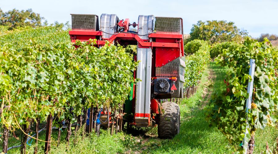 Vineyard mechanisation machinery harvest