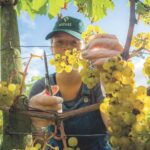 Daisy at Astley Vineyard cutting grapes in a vineyard