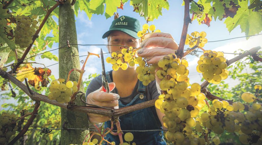 Daisy at Astley Vineyard cutting grapes in a vineyard