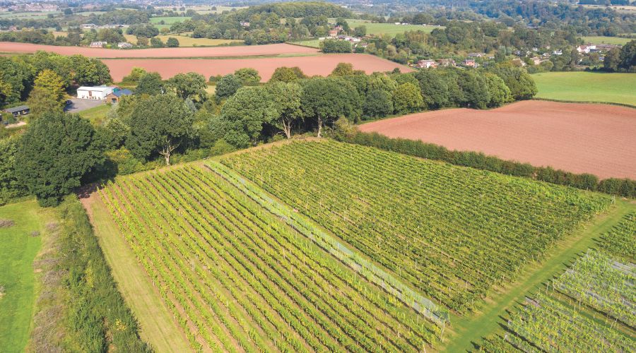 Astley Vineyard aerial view of vines