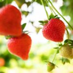 A four-month Berries of Scotland campaign launched with the aim to spread awareness of the heritage and impact of Scotland’s berry sector.