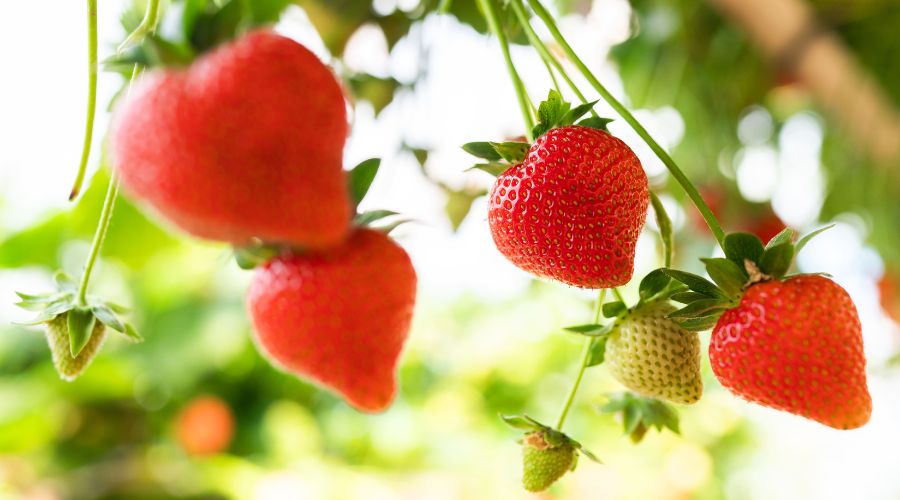 A four-month Berries of Scotland campaign launched with the aim to spread awareness of the heritage and impact of Scotland’s berry sector.
