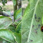 Agrovista agronomist Fokion Chatziavgerinos reviews some key tasks coming up in top fruit orchards and vineyards this spring and early summer.