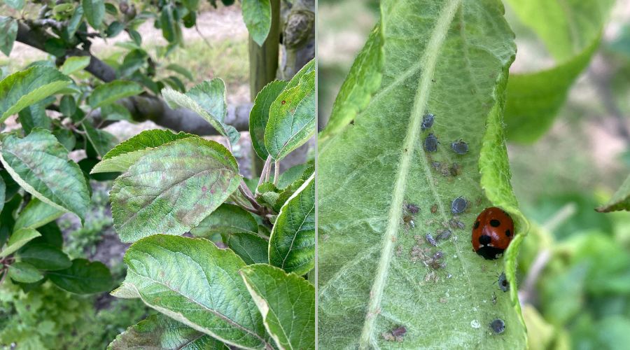 Agrovista agronomist Fokion Chatziavgerinos reviews some key tasks coming up in top fruit orchards and vineyards this spring and early summer.