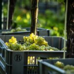 From solar panels, to energy-efficient equipment, rainwater harvesting and less fertilisers, UK’s winemakers introduce sustainability on vineyards.
