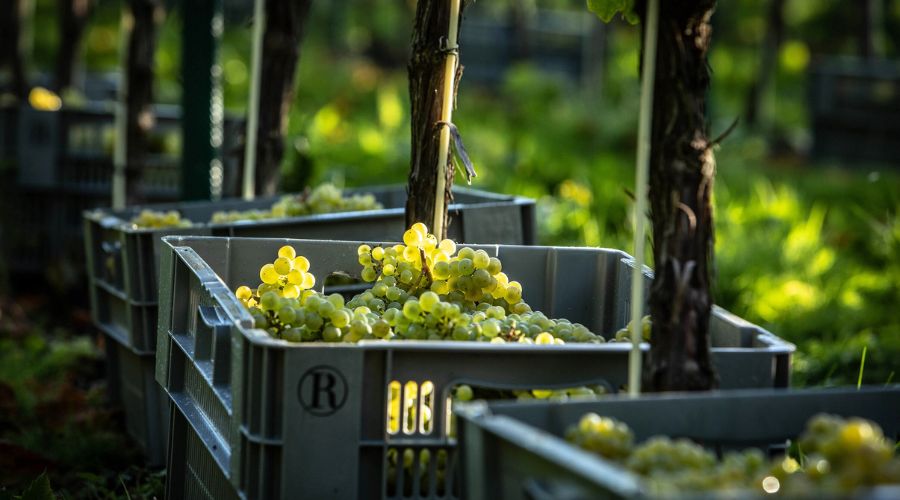 From solar panels, to energy-efficient equipment, rainwater harvesting and less fertilisers, UK’s winemakers introduce sustainability on vineyards.