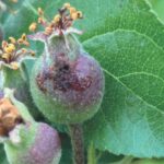 Codling moth damage in apples