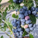 The James Hutton Institute has just announced the successful breeding of the UK’s first blueberry at its Invergowrie site.