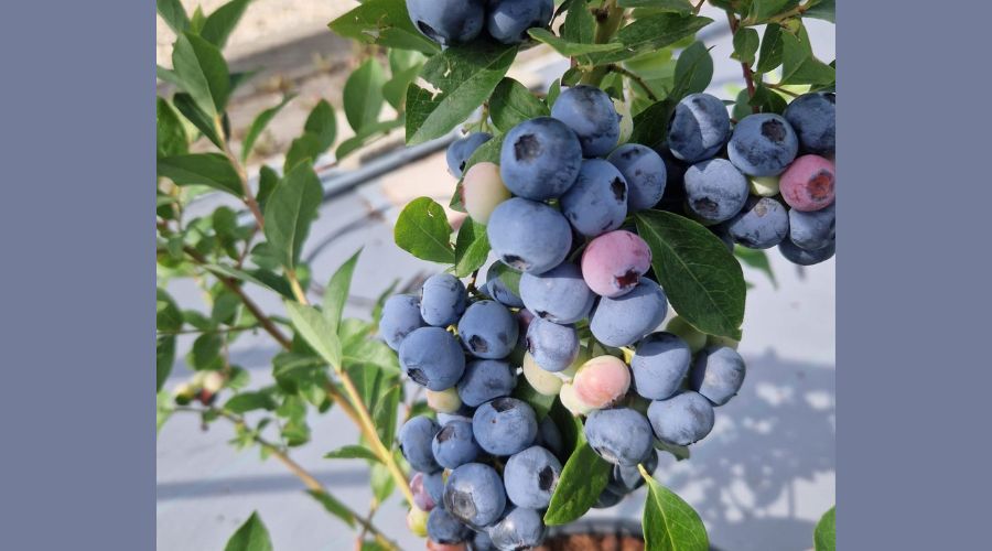 The James Hutton Institute has just announced the successful breeding of the UK’s first blueberry at its Invergowrie site.