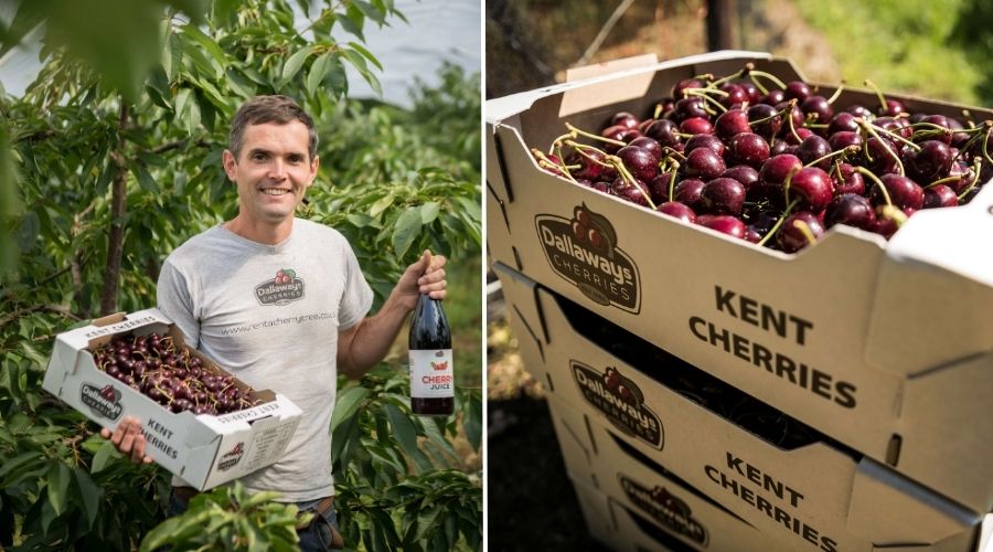 Scientists from University of Kent are transforming wasted cherries into food ingredients and use seaweed waste to boost agricultural crop health.