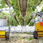 Dr Vishwanathan Mohan from University of Essex is leading strawberry-picking robots project on Wilkin and Sons' strawberry farm in Tiptree.