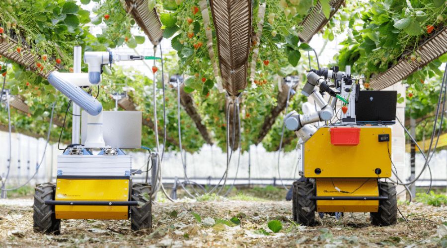 Dr Vishwanathan Mohan from University of Essex is leading strawberry-picking robots project on Wilkin and Sons' strawberry farm in Tiptree.