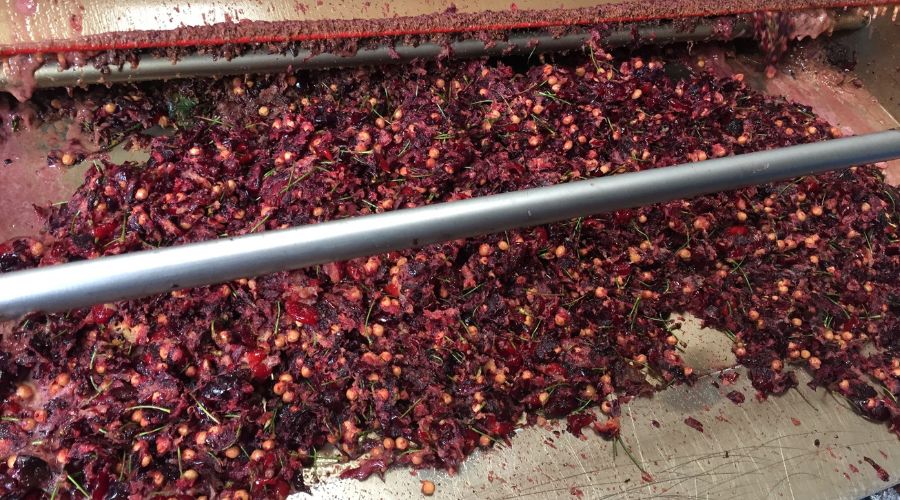 Kent-based fruit grower Rent A Cherry Tree Ltd is working with Dr Marina Ezcurra to test the nutritional value of powders made from the pulp left after pressing their cherries into juice.