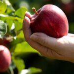 Nine months into the current British apple and pear season, the competition for BAPL retailer of the year is hotting up.