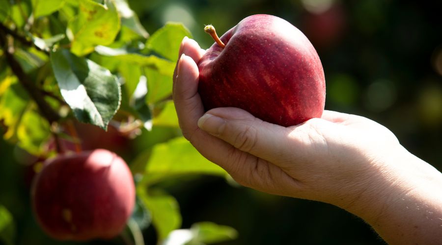 Nine months into the current British apple and pear season, the competition for BAPL retailer of the year is hotting up.