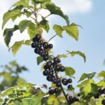The UK’s blackcurrant harvest is already in full swing – two weeks earlier than usual – thanks to the warmest, driest spring on record.