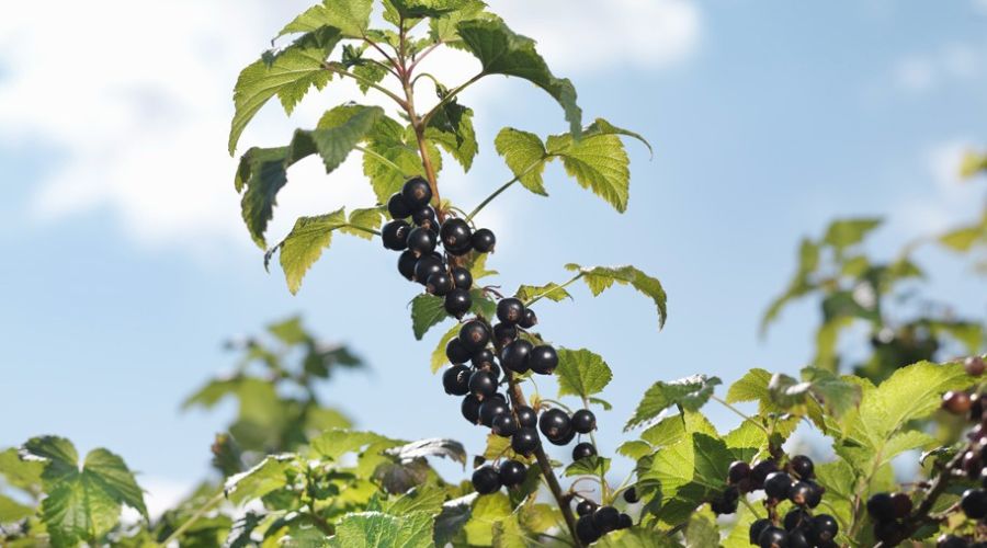 The UK’s blackcurrant harvest is already in full swing – two weeks earlier than usual – thanks to the warmest, driest spring on record.