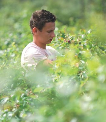 Sourcing labout to pick fruit has been a significant challenge for the farmsince Brexit.
