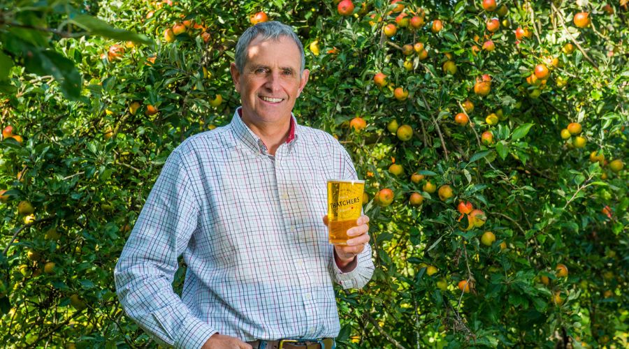 Somerset cider makers, Thatchers, has kicked off its earliest harvest in history, 10 days ahead of schedule, thanks to long and hot summer.