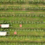 September 2025 will mark the start of new British apple and pear season, and UK growers say this year could be the best for quality and flavour.