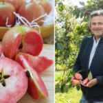 Fruit & Vine spoke to Jeremy Linsell of Worldwide Fruit Ltd, about some of the most exciting new apple varieties on the horizon.