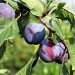 The UK plum sector is bouncing back following an over 35-year-long decline, UK retailer Tesco confirms.