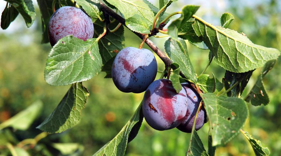 The UK plum sector is bouncing back following an over 35-year-long decline, UK retailer Tesco confirms.