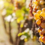Microbial biofungicides continue to gain momentum in UK fruit production, but the learning curve for using them effectively can seem rather steep. Lallemand Plant Care’s Bryan Limerick explains more.