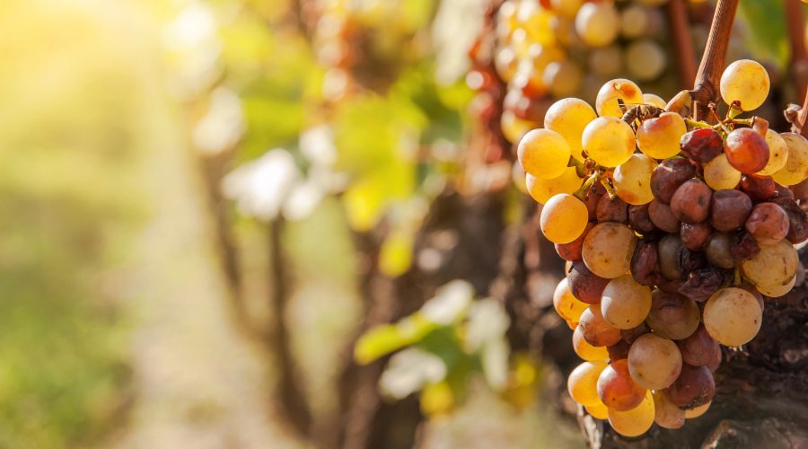 Microbial biofungicides continue to gain momentum in UK fruit production, but the learning curve for using them effectively can seem rather steep. Lallemand Plant Care’s Bryan Limerick explains more.