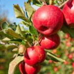 Growers predict that Britain’s excellent summer for fruit quality and productivity will continue into the autumn.