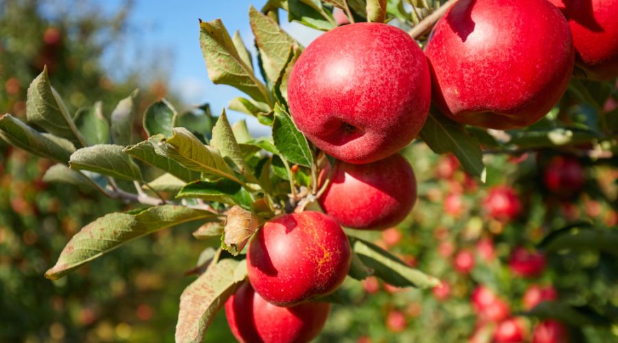 Growers predict that Britain’s excellent summer for fruit quality and productivity will continue into the autumn.