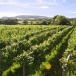 Mayo Wynne Baxter has partnered with Marrons to expand its service offering to winery and vineyard clients.