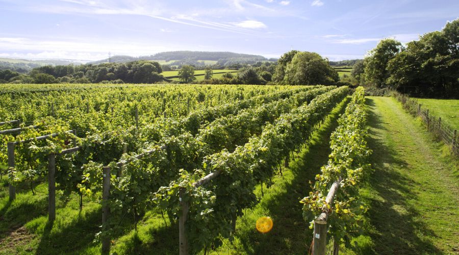 Mayo Wynne Baxter has partnered with Marrons to expand its service offering to winery and vineyard clients.
