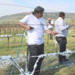 At Denbies Wine Estate, Fruit & Vine witnessed the latest innovation in the fight against frost. The unlikely weapon? Foam.