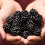 British blackberry season is underway and thriving, as UK growers encourage consumers to shop for the ‘unsung heroes’ of the berry world more often.