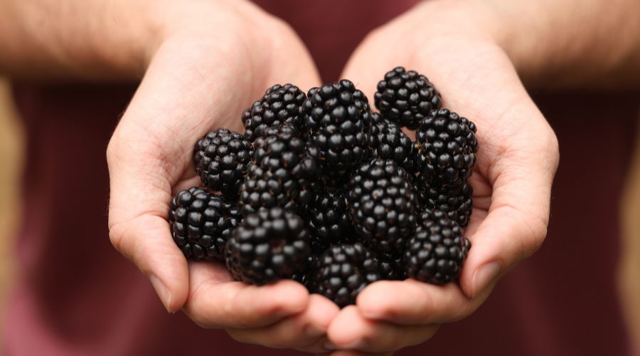 British blackberry season is underway and thriving, as UK growers encourage consumers to shop for the ‘unsung heroes’ of the berry world more often.