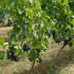 Ceres Rural has announced the launch of an independent viticulture service, tailored to the growing needs of English vineyards.