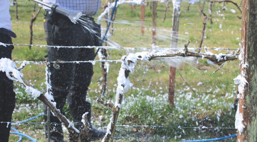 At Denbies Wine Estate, Fruit & Vine witnessed the latest innovation in the fight against frost. The unlikely weapon? Foam.