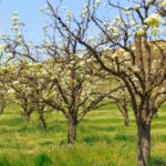 Niab, Nanjing Agricultural University in China and international partners developed OrchardQuant 3D, a pipeline that measures fruit trees in three dimensions.