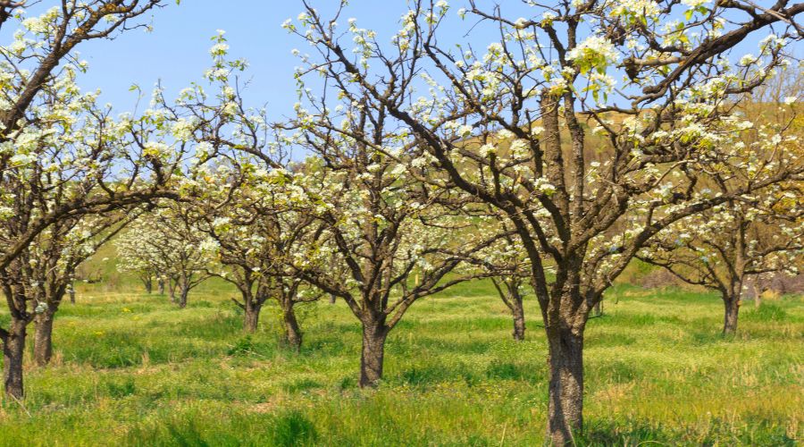 Niab, Nanjing Agricultural University in China and international partners developed OrchardQuant 3D, a pipeline that measures fruit trees in three dimensions.